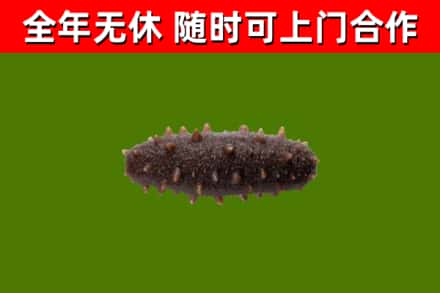清水河县烟酒回收干海参.jpg